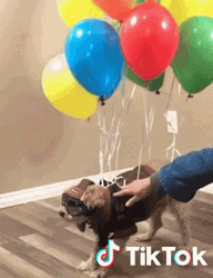 Puppy Floating Using Balloons GIF
