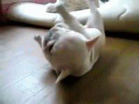 Puppy French Bulldog Roll GIF