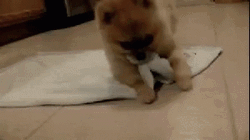Puppy Funny Blanket Roll GIF
