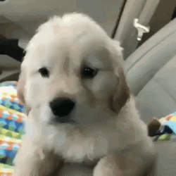Puppy Funny Chin Scratch GIF