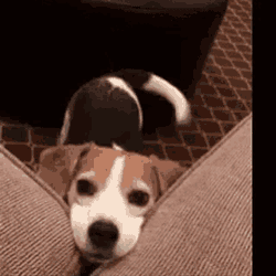 Puppy GIF