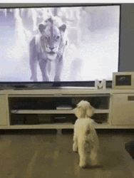 Puppy Got Scared While Watching Tv