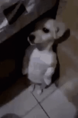 Puppy Hiding With Fear GIF