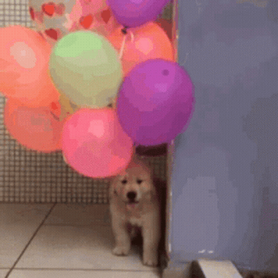 Puppy Holding Colorful Balloons In Mouth GIF