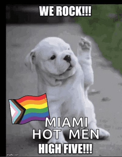 Puppy Holding Rainbow Flag We Rock Miami Hot Men High Five GIF