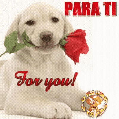 Puppy Holding Red Rose Saying Para Ti For You GIF