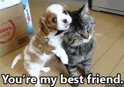 Puppy Hugging Cat With You're My Best Friend Text GIF