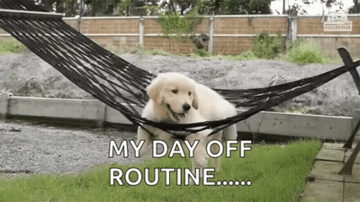 Puppy In Hammock My Day Off Routine GIF