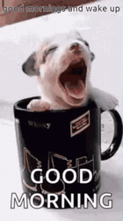 Puppy Inside Mug Yawning Good Morning Team