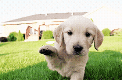 Puppy Jumping In Grass With Paw Up GIF