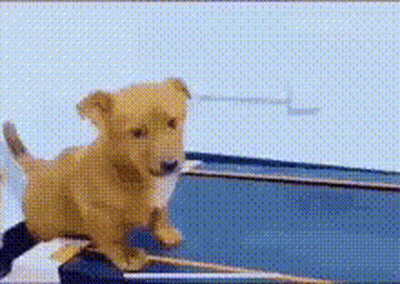 Puppy Jumping On Blue Surface GIF