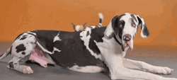 Puppy Jumps On Back Of Big Dog GIF