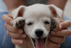 Puppy Labrador Cute Peekaboo GIF