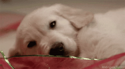 Puppy Laying In Bowl With Green Ribbon GIF