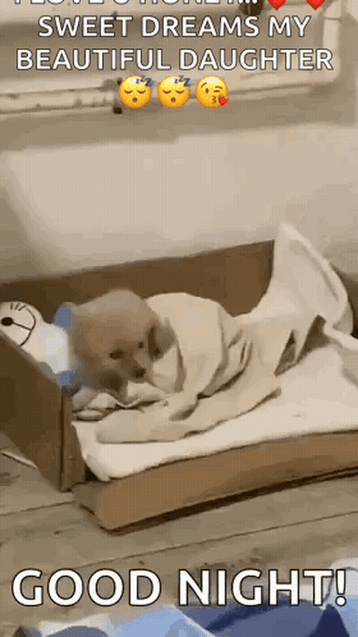 Puppy Laying In Cardboard Box Sweet Dreams My Beautiful Daughter GIF