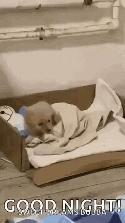 Puppy Laying in Cardboard Box With Blanket