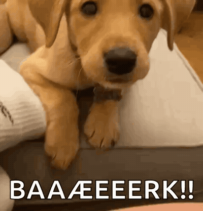 Puppy Laying On Bed With Baaeeerk GIF