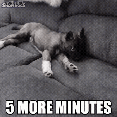 Puppy Laying On Couch Saying 5 More Minutes GIF