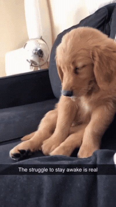 Puppy Laying On Couch Struggle To Stay Awake GIF