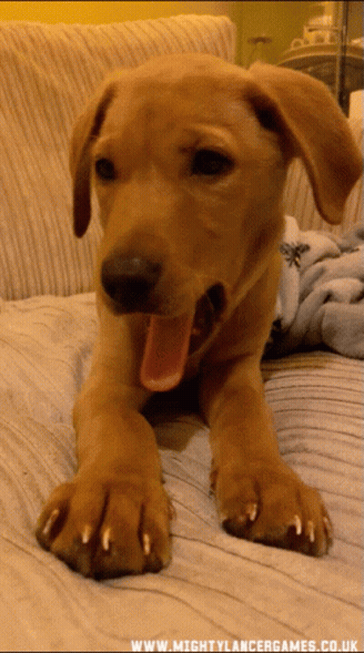 Puppy Laying On Couch With Mouth Open GIF