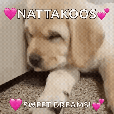 Puppy Laying On Floor Nattakoos Sweet Dreams GIF