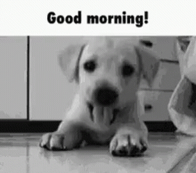 Puppy Laying On Floor With Tongue Out Saying Good Morning GIF