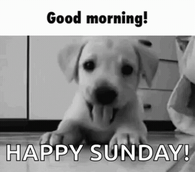 Puppy Laying Tongue Out Saying Good Morning GIF