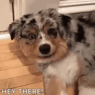 Puppy Looking At Camera Saying Hey There GIF
