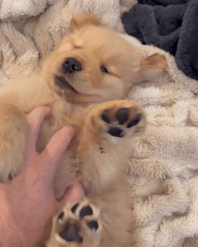 Puppy Lying On Back Being Petted GIF