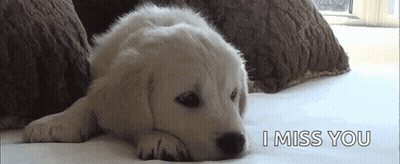 Puppy Lying On Bed I Miss You GIF