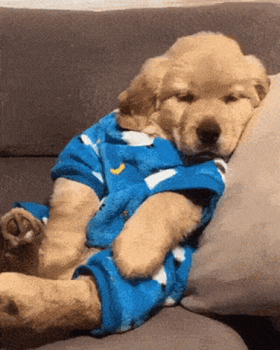 Puppy Lying On Couch In Blue Shirt GIF