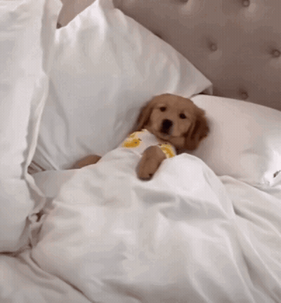 Puppy Lying Under Blanket GIF
