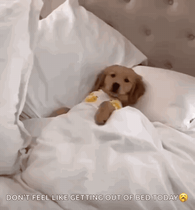Puppy Lying Under Blanket GIF
