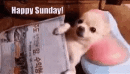Puppy Massage Cute Sunday GIF