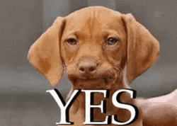 Puppy Nodding Head Yes GIF