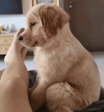 Puppy On Lap Looking At Foot GIF
