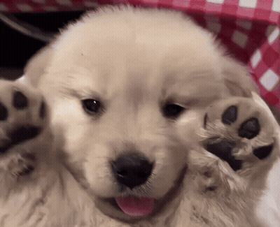 Puppy Paws With Tongue Out GIF