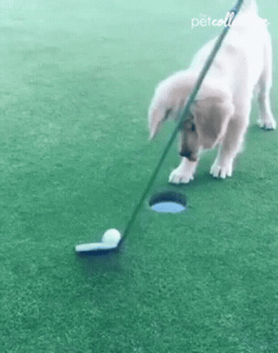 Puppy Playing Golf With Club And Ball GIF