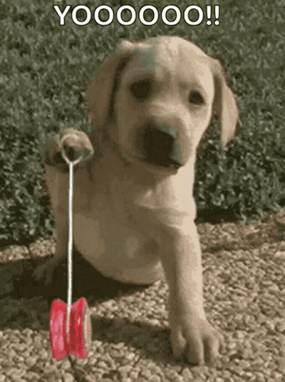Puppy Playing With Red Yo-Yo Saying Yoooooo GIF