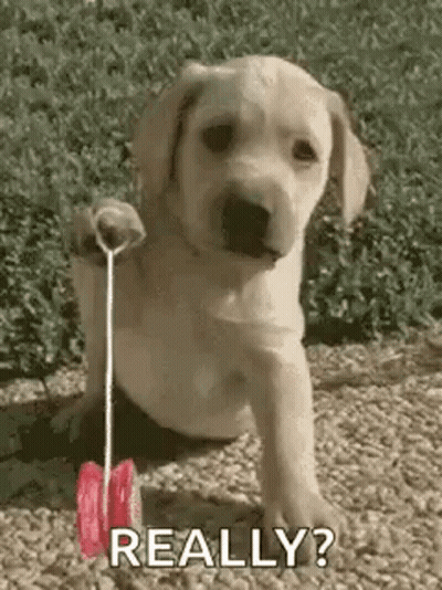 Puppy Playing With Yo-Yo Says Really GIF