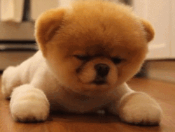 Puppy Pomeranian Boo Blink GIF