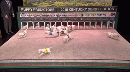 Puppy Predictors 2015 Kentucky Derby Edition Is Shown On A Stage GIF