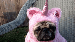 Puppy Pug Pink Unicorn GIF
