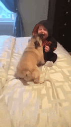 Puppy Pug Play Baby GIF