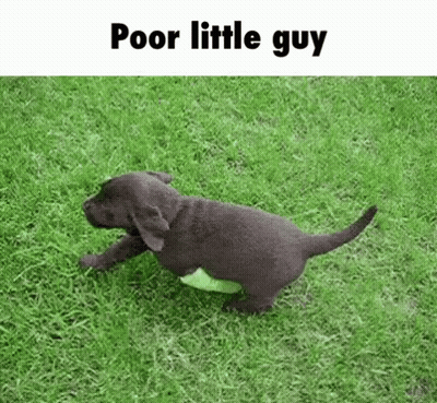 Puppy Running On Green Field With Tennis Ball GIF