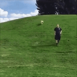 Puppy Rushing Downhill Faceplant GIF