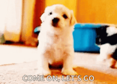 Puppy Saying Come On Let's Go GIF
