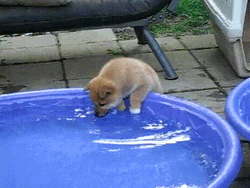 Puppy Shiba Inu Pool GIF