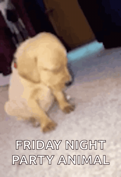 Puppy Sitting Friday Night Party Animal GIF