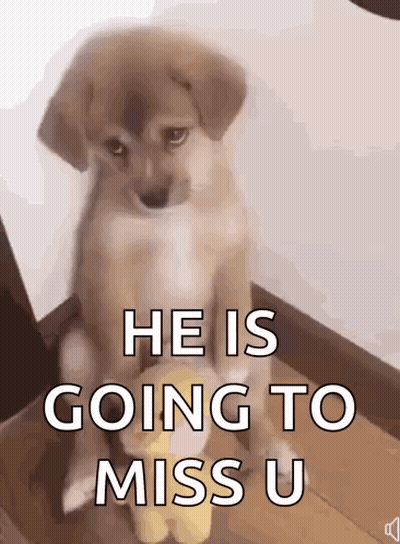 Puppy Sitting Next To Stuffed Duck GIF